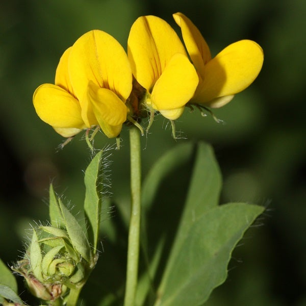 Gelbe Klee Blume Nahaufnahme