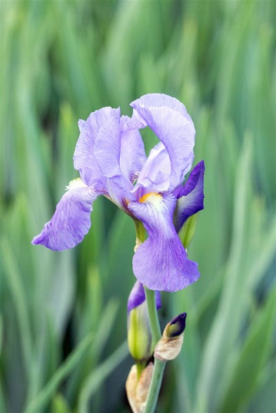 Iris pallida ssp. dalmatica, Schwertlilie, lavendelblau, ca. 11x11 cm Topf