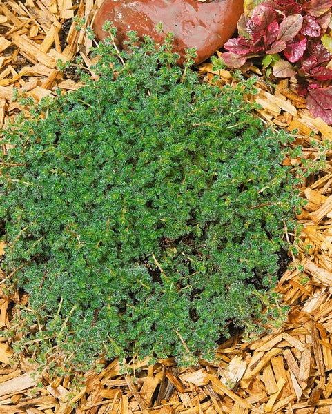 Thymus praecox var. pseudolanuginosus, Teppichthymian, ca. 9x9 cm Topf