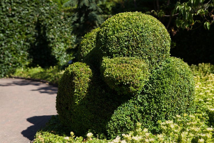 Formschnittgehölz im Garten