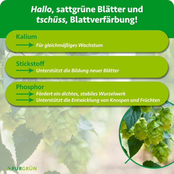 Infografik Pflanzennährstoffe: Kalium für Wachstum, Stickstoff für neue Blätter und Phosphor für Wurzeln, Knospen und Früchte. Purgrün Logo.