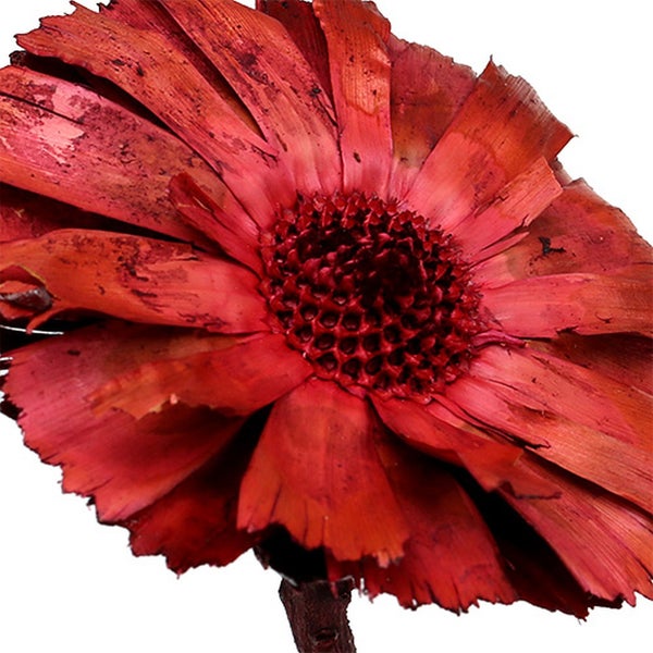 Dekorative Trockenblume mit Blütenkopf