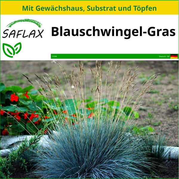 SAFLAX Anzucht Set - Blauschwingel-Gras - Festuca glauca - 50 Samen - Mit Mini-Gewächshaus, Anzuchtsubstrat und 2 Töpfen