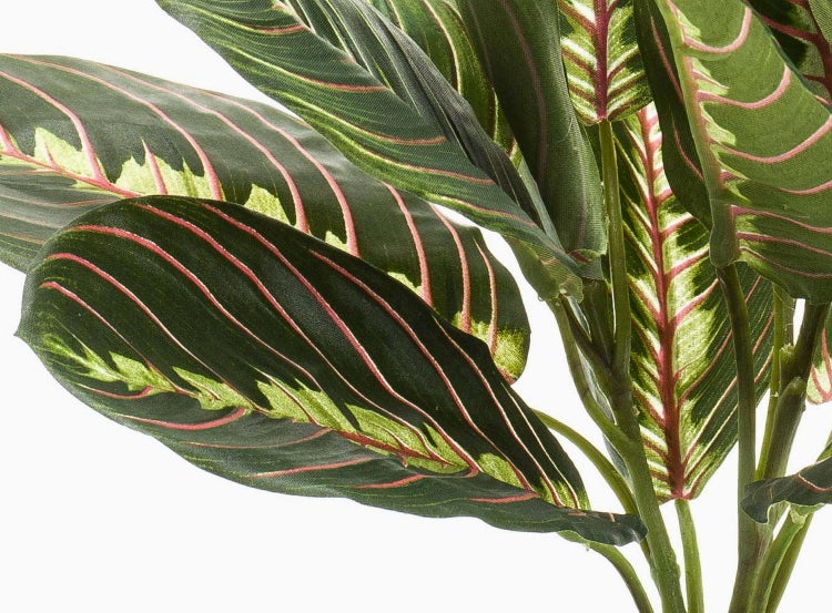 Marante Pflanze mit dunkelgrünen Blättern und markanten rötlichen Blattnerven.