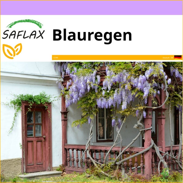 SAFLAX  - Blauregen - Wisteria sinensis - 4 Samen