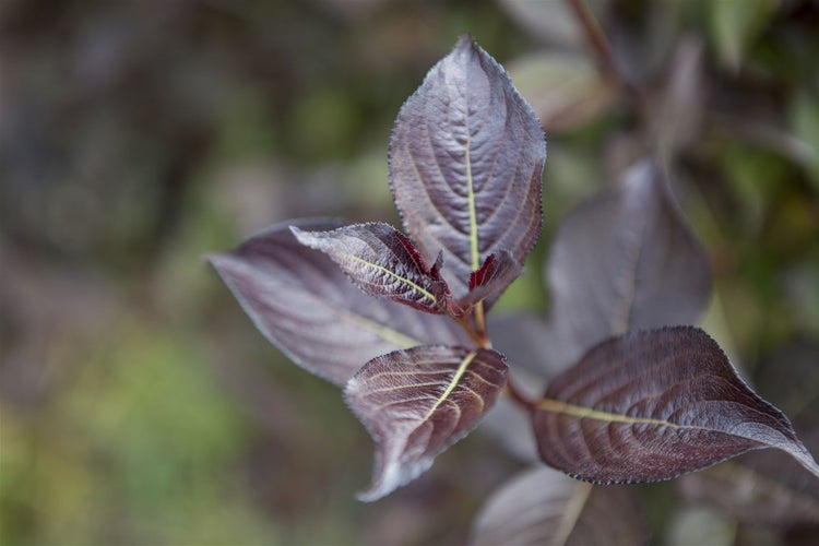 Weigela florida 'Purpurea', Weigelie, purpur, ca. 11x11 cm Topf
