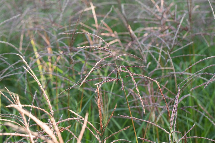 Chinaschilf im Garten