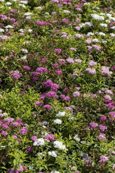 Spiraea japonica 'Shirobana', Japanische Spiere, mehrfarbig, 20–30 cm