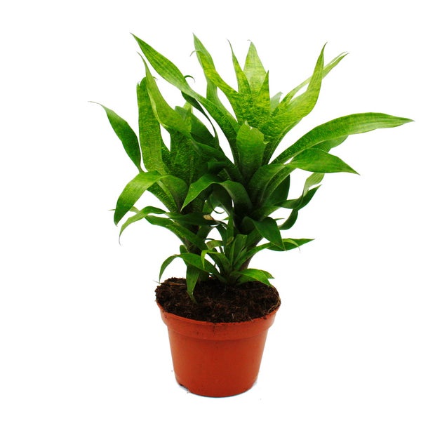 Ausgefallene XL-Bromelien Nature's Touch - Vriesea ospinaea - Exotische Blattschönheit - 15cm Topf