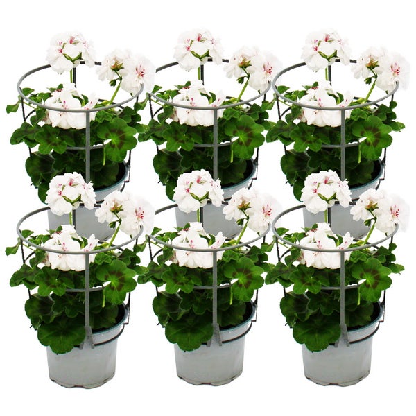 Geranien hängend - Pelargonium peltatum - 12cm Topf - Set mit 6 Pflanzen - weiß