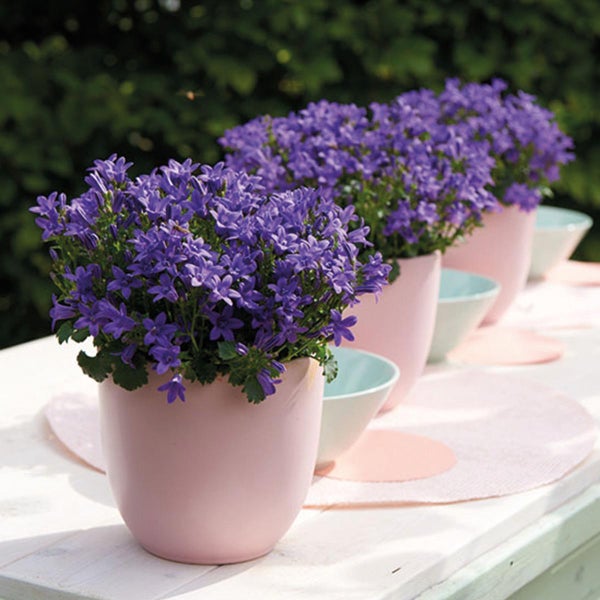 Campanula Addenda Glockenblume lila 12cm Topf 6 Pflanzen ausreichend für 1qm Bodendecker Ambella winterhart