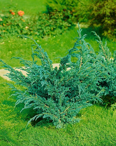 Wacholderstrauch im Garten