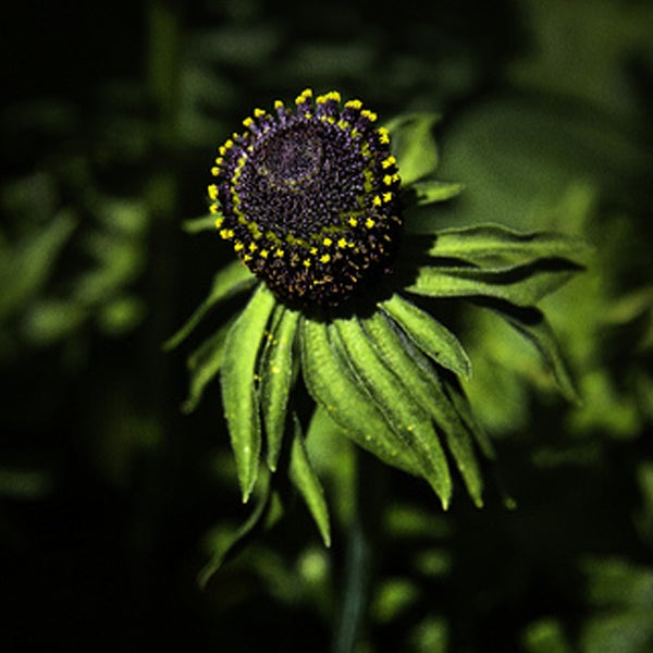Nahaufnahme von Rudbeckia Blütenständen im Garten.