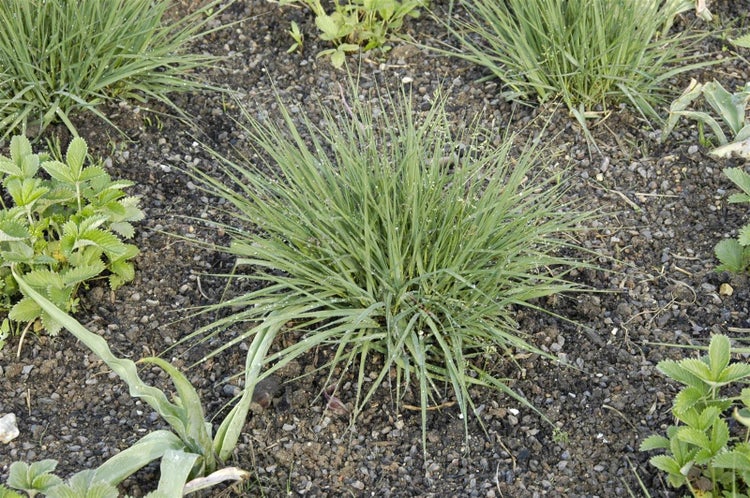 Molinia caerulea 'Edith Dudszus', Moorgras, ca. 9x9 cm Topf