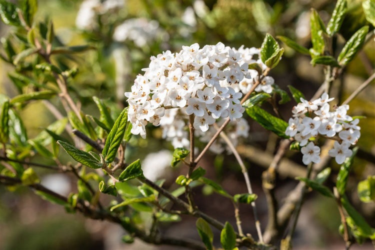 Nahaufnahme einer Viburnum-tinus-Pflanze mit weißen Blüten und grünen Blättern.