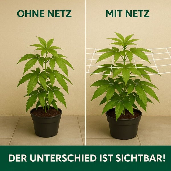 Vergleich von zwei Pflanzen: Eine Pflanze ohne Netz und eine Pflanze mit Ranknetz zur Unterstützung des Wachstums.