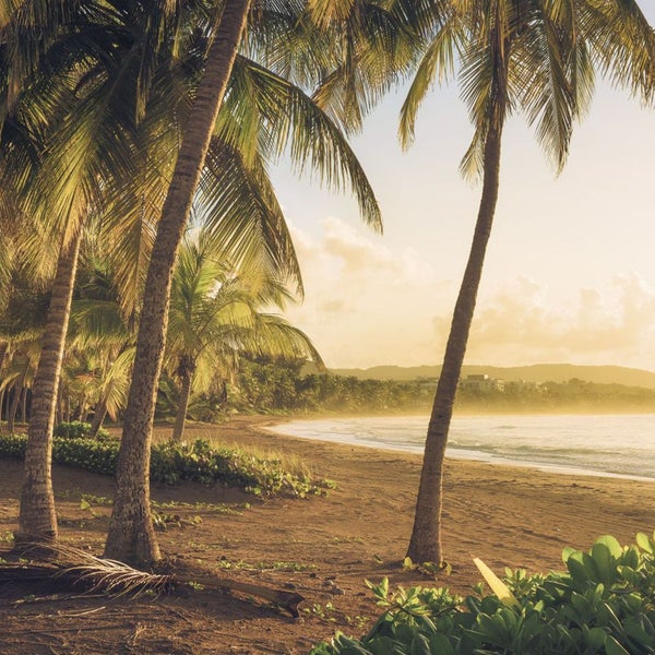 Palmen am Strand mit Blick auf das Meer