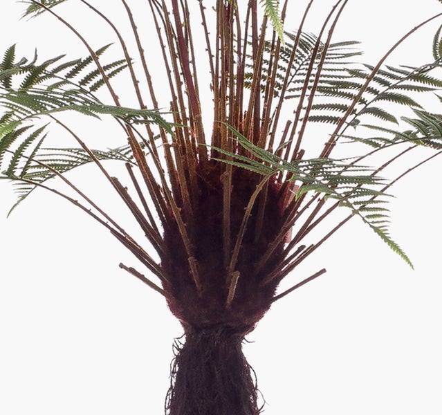 Nahaufnahme einer künstlichen Ficus Benjamina mit grün-weißen Blättern an einem Echtholzstamm.