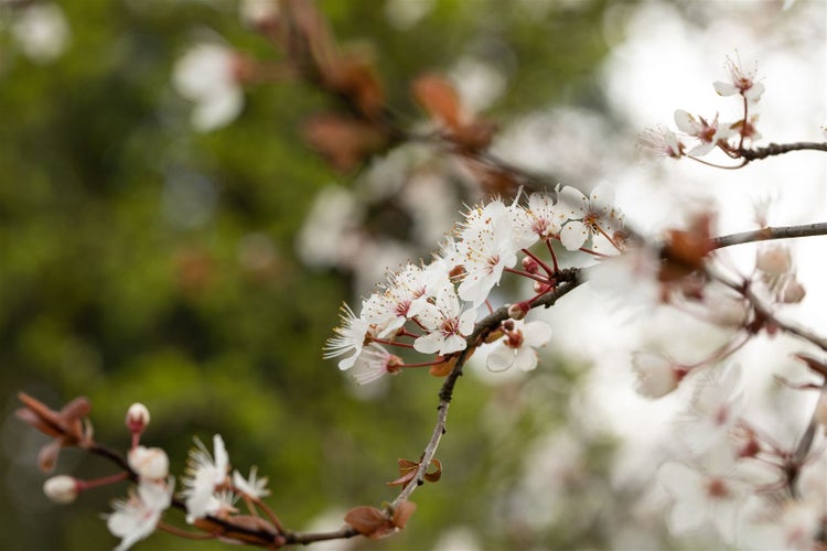 Prunus 'Trailblazer', Zierkirsche, 60–100 cm