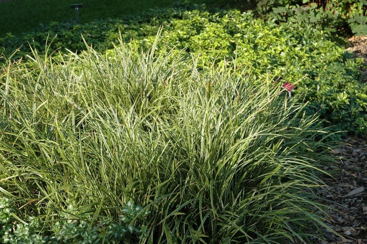 Carex morrowii 'Ice Dance', Japan-Segge, immergrün, 3-5 Liter Container