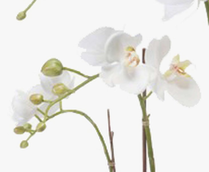 Nahaufnahme der Blätter und Wurzeln einer Orchidee in einer Basis aus Moos.