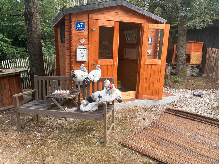 Hühnerstall aus Holz im Gartenhaus-Stil mit Hühnern auf einer Gartenbank aus Holz davor.