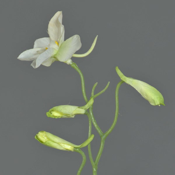 Künstlicher Blumenzweig mit weißen Blüten und grünen Knospen aus Textilmaterial.