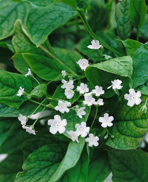 Omphalodes verna 'Alba', Gedenkemein, weiß, ca. 9x9 cm Topf