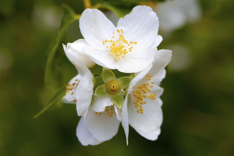 Philadelphus coronarius, Duftjasmin, weiß, 60–100 cm