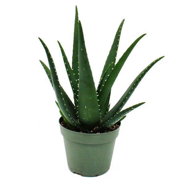 Aloe MEDIVERA Äquator - Neue Aloe vera Züchtung - 14cm Topf - ca. 30cm hoch