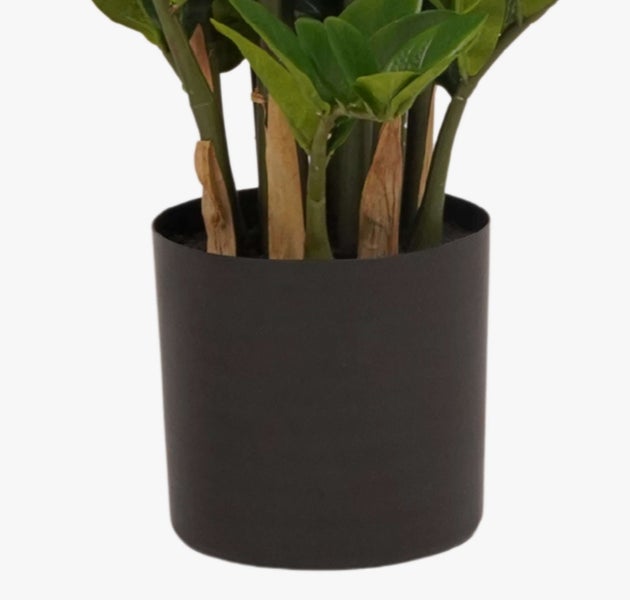 Nahaufnahme einer Glücksfeder Zamioculcas zamiifolia mit ovalen grünen Blättern an mehreren Stielen.