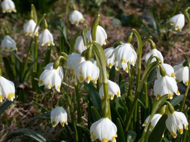 Sommerknotenblumen im Gartenbeet