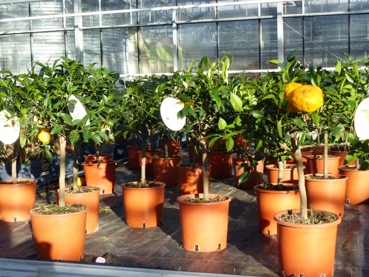 Citrus Yuzu 70 - 80 cm, Zitronenbaum Zitrone, japanische Zitrone, winterhart