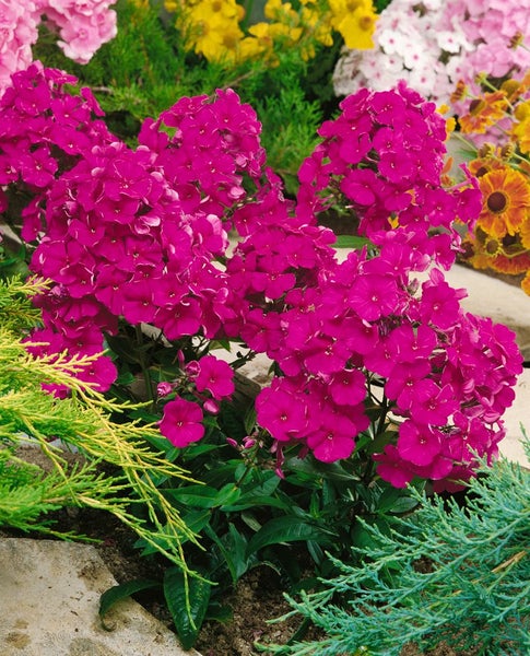Phlox paniculata 'Kirchenfürst', Flammenblume, leuchtend rot, ca. 11x11 cm Topf