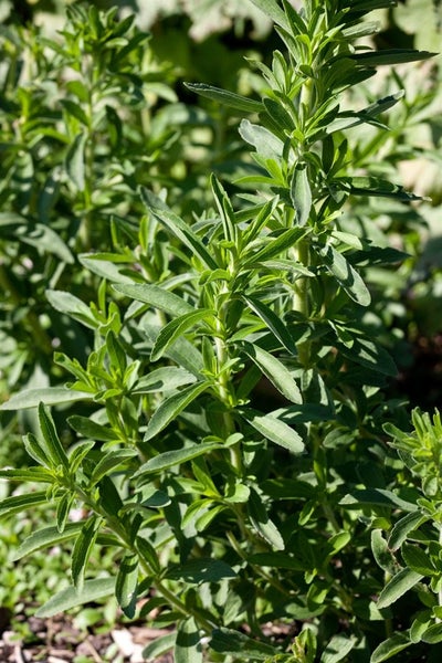 Stevia rebaudiana, Süßkraut, ca. 11x11 cm Topf