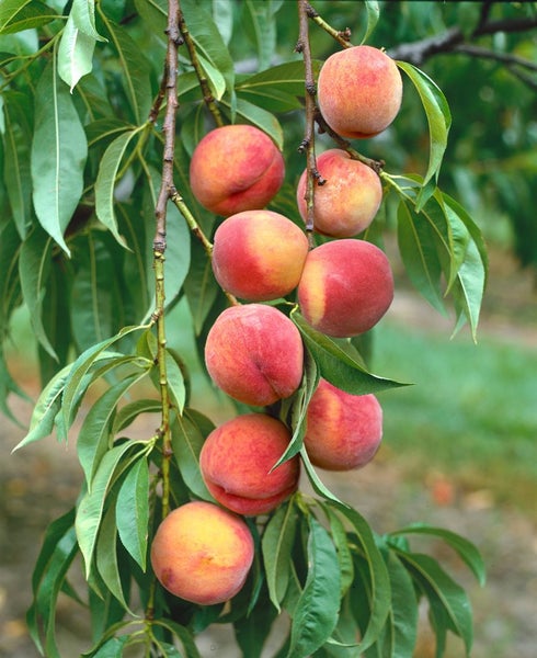 Prunus persica 'Amsden', Pfirsichbaum, 150–200 cm