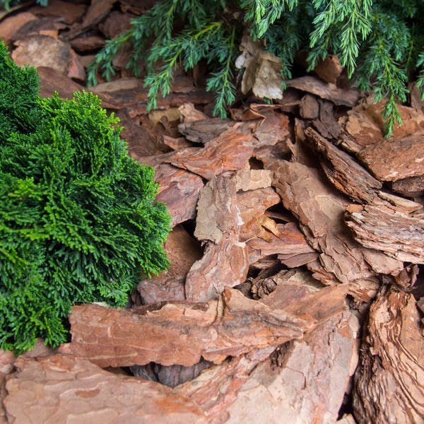 Pinienrinde als Bodenabdeckung im Garten unter grünen Koniferen.