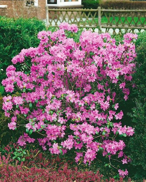 Blühender Rhododendron im Garten