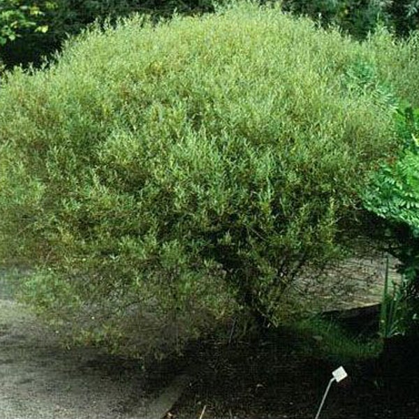 Kopfweide im Garten