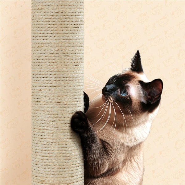 Siamkatze kratzt an einem Kratzbaum