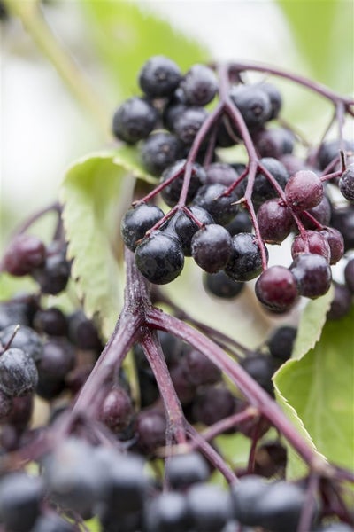 Sambucus nigra 'Haschberg', Schwarzer Holunder, 60–100 cm, ertragreich