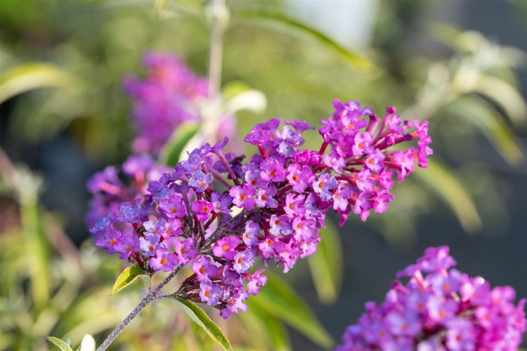 Buddleja davidii 'Nanho Purple', Schmetterlingsflieder, lila, 40–60 cm