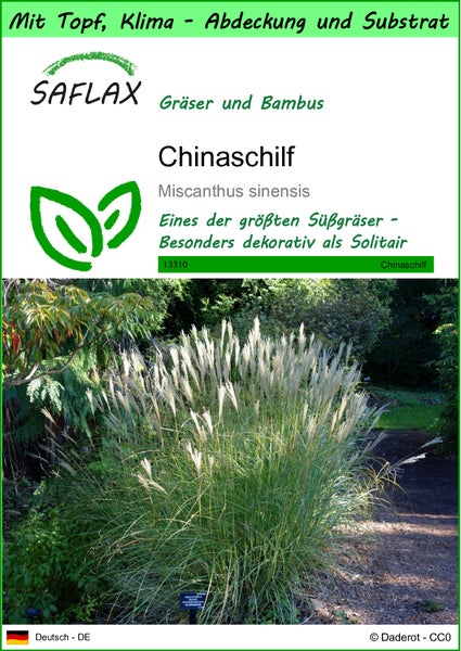 SAFLAX Garden to go - Chinaschilf - Miscanthus sinensis - 200 Samen - Mit Topf, Klima - Deckel und Anzuchtsubstrat