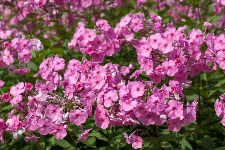 Phlox amplifolia 'Minnehaha', großblättriger Phlox, rosa, ca. 9x9 cm Topf