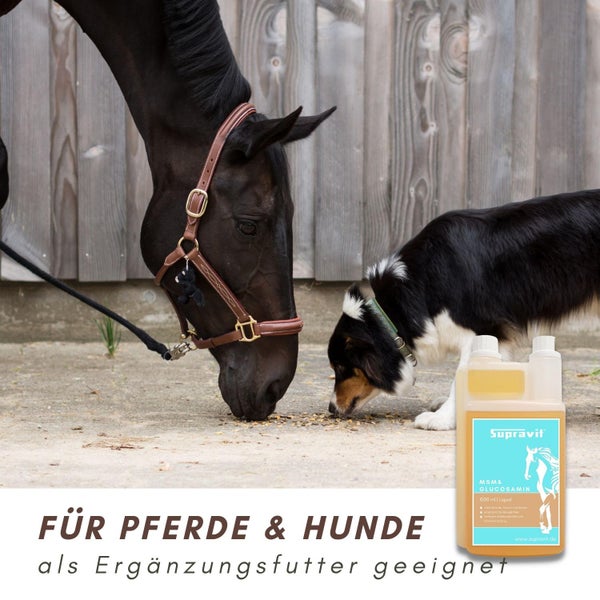Pferde- und Hunde-Ergänzungsfuttermittel mit Pferd und Hund