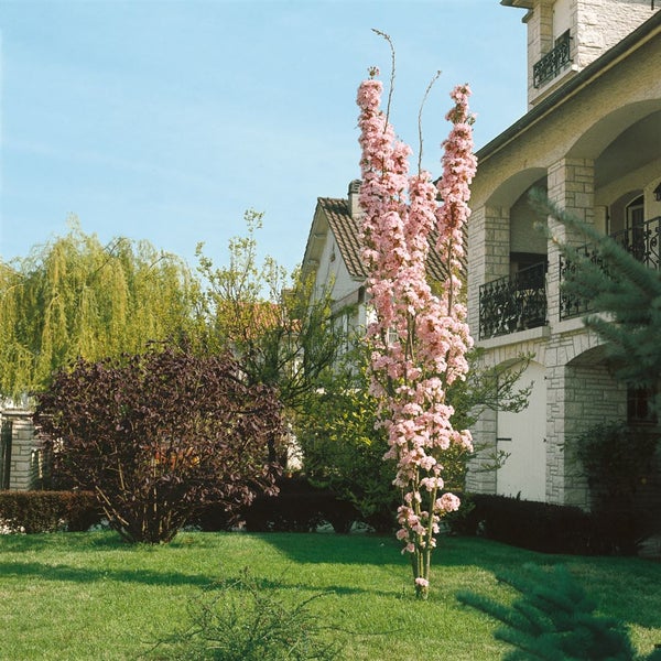 Prunus serrulata 'Amanogawa', Japanische Säulenkirsche, rosa, 100–150 cm