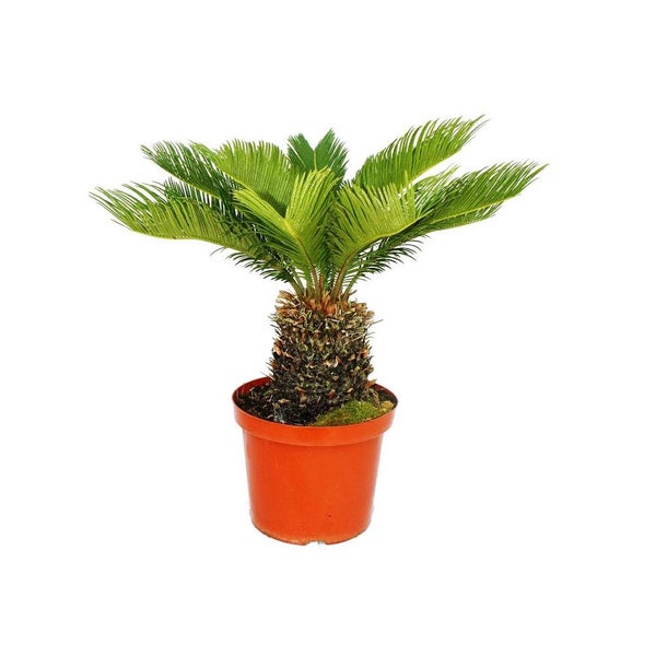 Japanische Sagopalme Cycas revoluta in einem braunen Kunststofftopf.