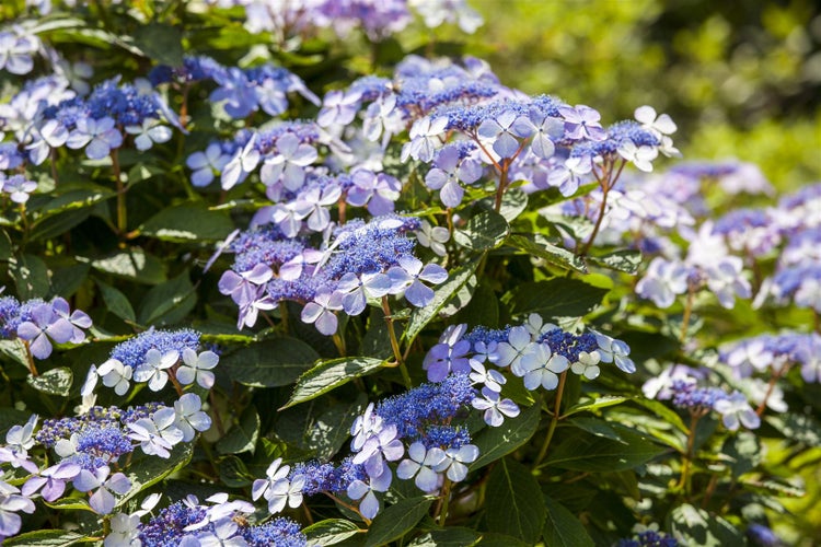 Hydrangea macrophylla 'Bodensee', Hortensie, blau, 40–60 cm