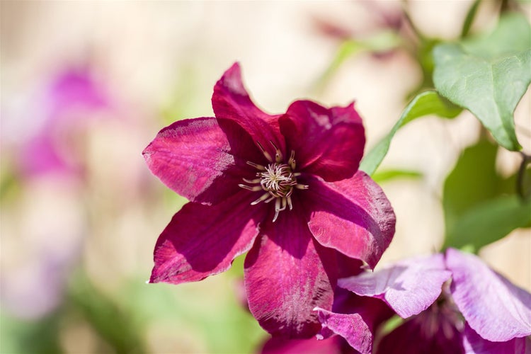 Clematis Hybride 'Rouge Cardinal', Waldrebe, rot, 40–60 cm