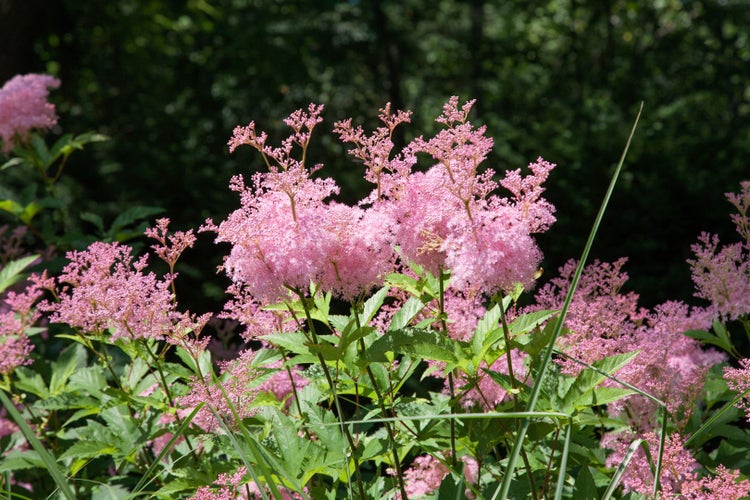 Filipendula rubra 'Venusta', Königin der Prärie, rosa, ca. 11x11 cm Topf